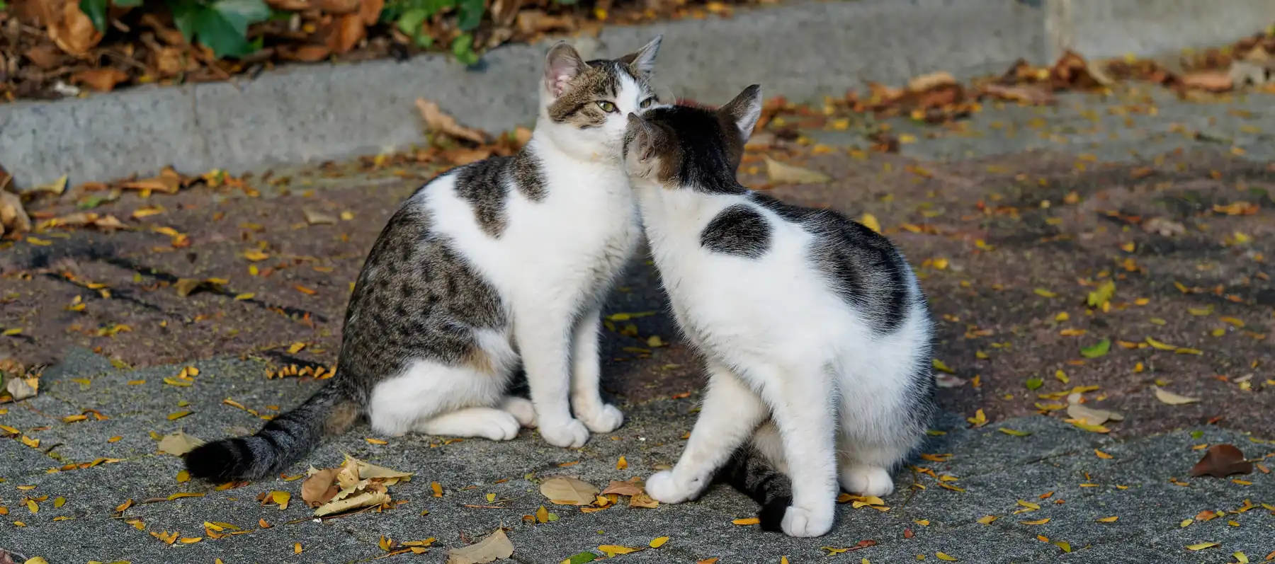 The Joyful Secrets of Cat Mating Season and Body Language, kittens loving eachother