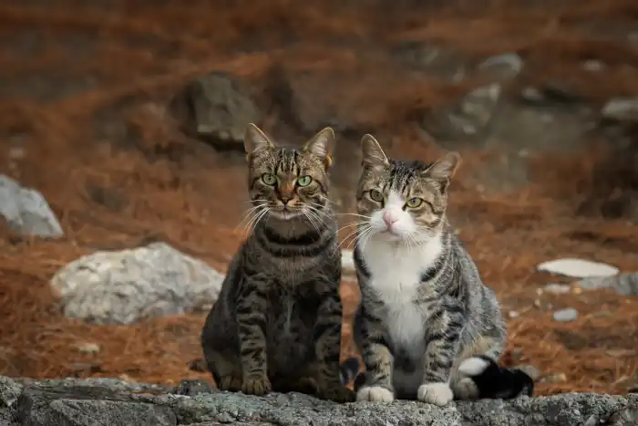 Two street cats in the park