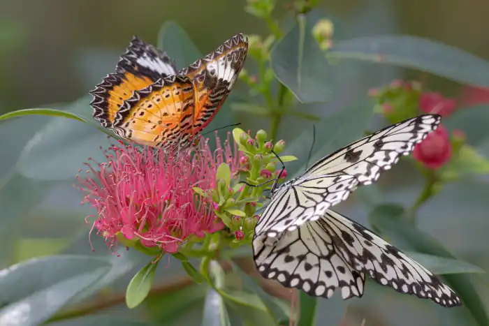 a paper kite butterfly (Idea leuconoe) on the right and a gulf fritillary butterfly (Agraulis vanillae) on the left