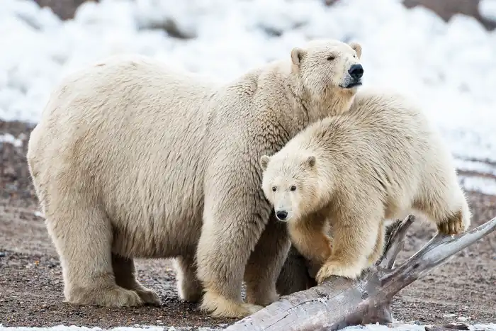 alaska polar bear mother and cub