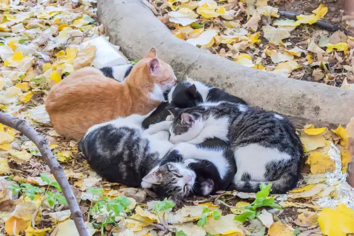cats lounging on a bed of autumnal leaves