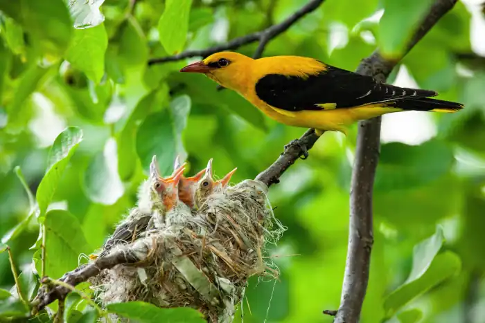 eurasian golden oriole with yellow and black pluma