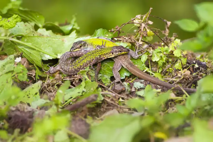 lizards green forest background molting lizards