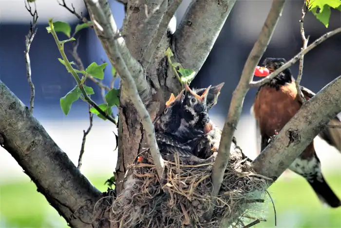 mama robin bringing in dinner