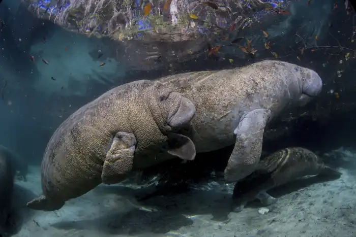 manatees swimming gracefully beneath the water