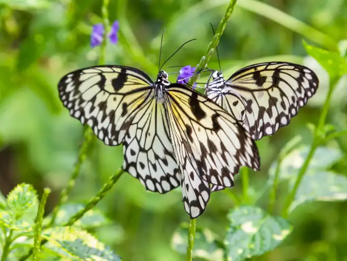 pair of Paper Kite butterflies (Idea leuconoe)