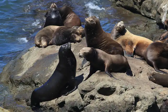 sea lions at cape arago cliffs state park Oregon