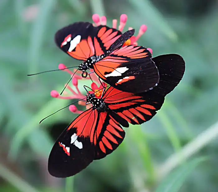 two Postman butterflies (Heliconius melpomene)
