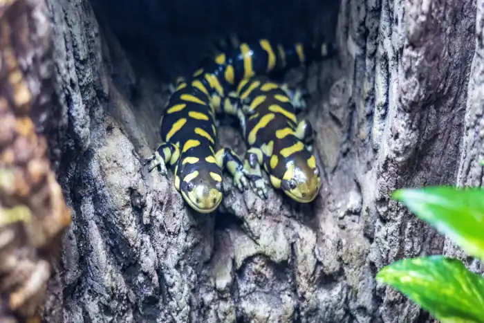 two barred tiger salamanders