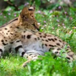 The Fascinating World of Exotic Pets You Can Legally Own, resting serval cat - leptailurus serval in the grass