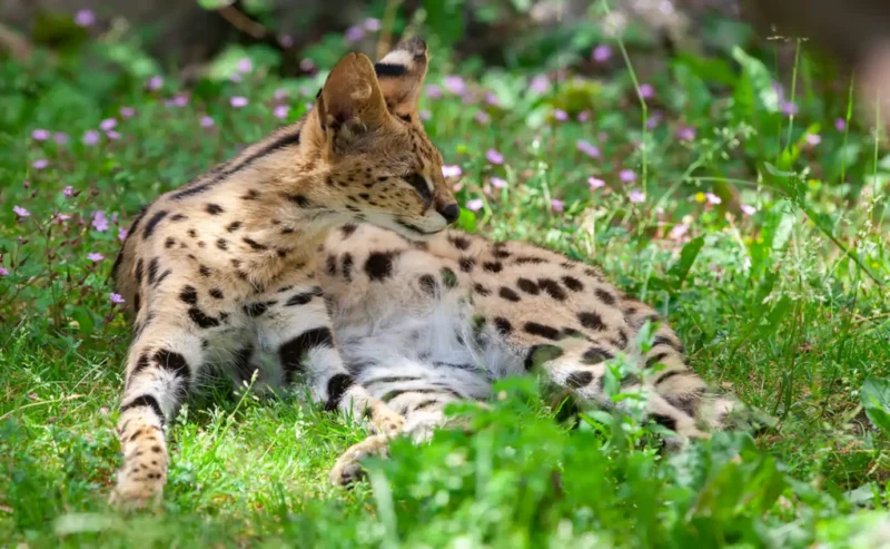 The Fascinating World of Exotic Pets You Can Legally Own