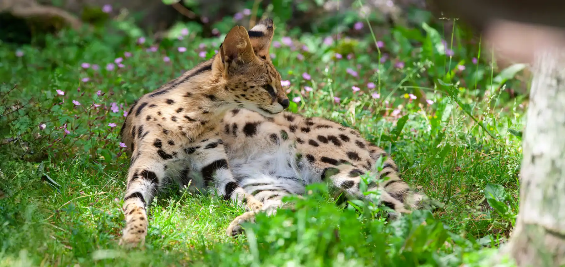 The Fascinating World of Exotic Pets You Can Legally Own, resting serval cat - leptailurus serval in the grass