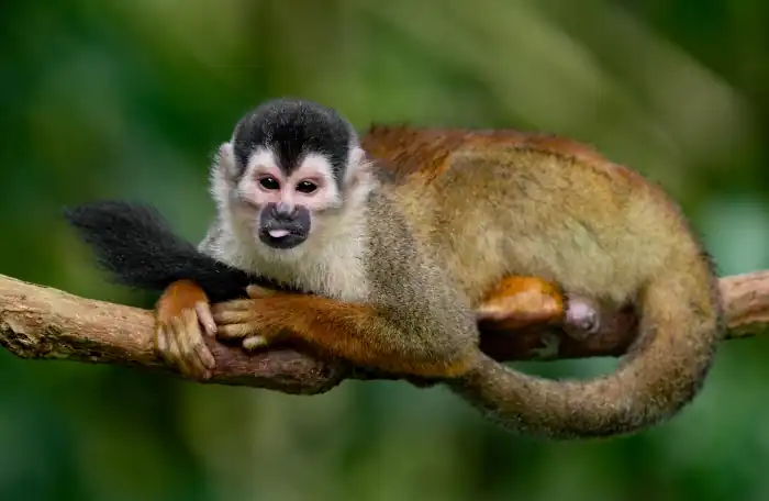 monkey in Costa Rica Central American squirrel monkey (Saimiri oerstedii)