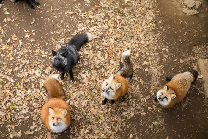group of fox